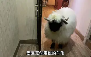 羊角 哔哩哔哩 Bilibili 羊角 哔哩哔哩 Bilibili