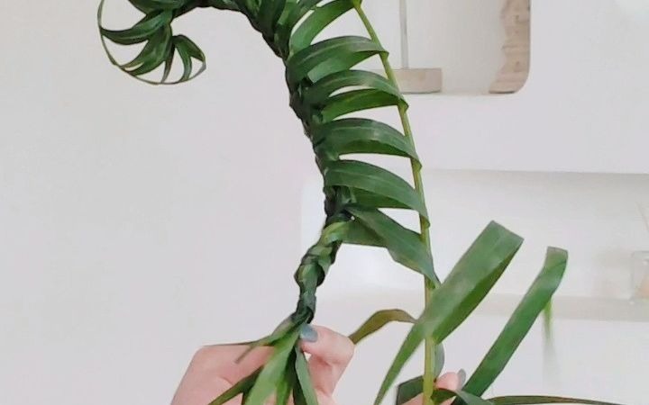 散尾葵编织(一)详细讲解#花艺师必备