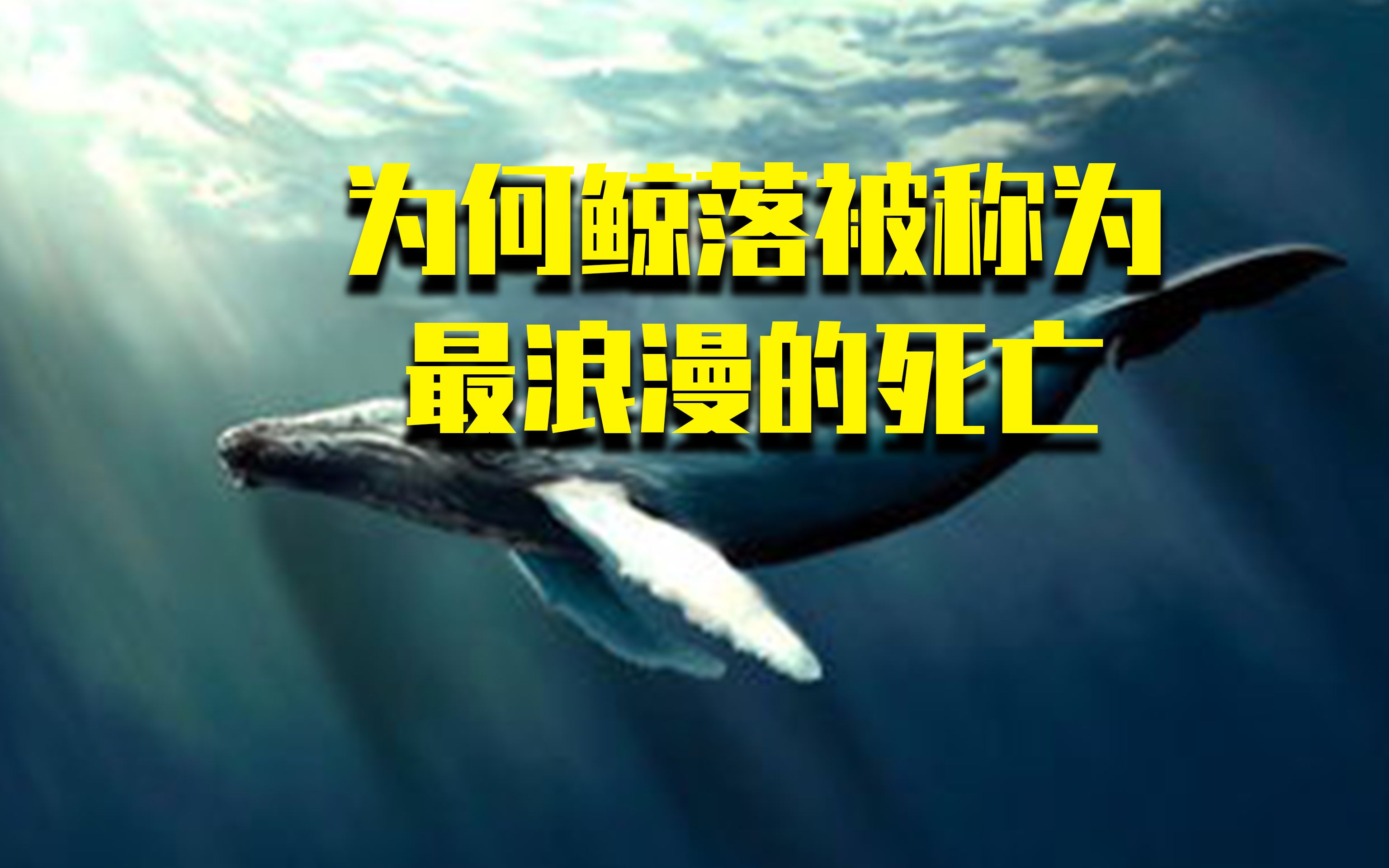 一鲸落,万物生,你知道鲸落为什么被称为是最浪漫的死亡吗?哔哩哔哩bilibili