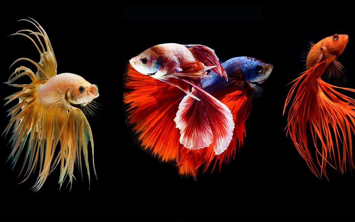 有趣!泰国发明斗鱼玩法,看两只金鱼在水中优美打架!