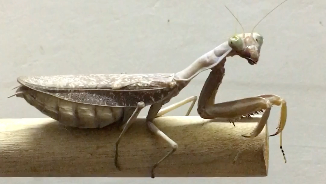 棕色螳螂品种图片