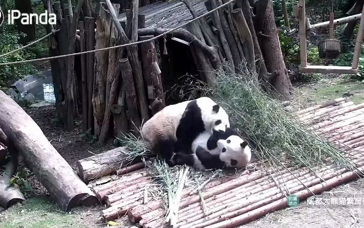 20230426《大熊猫和花叶》小乌堆还行啊，没有那么容易被怼趴下_