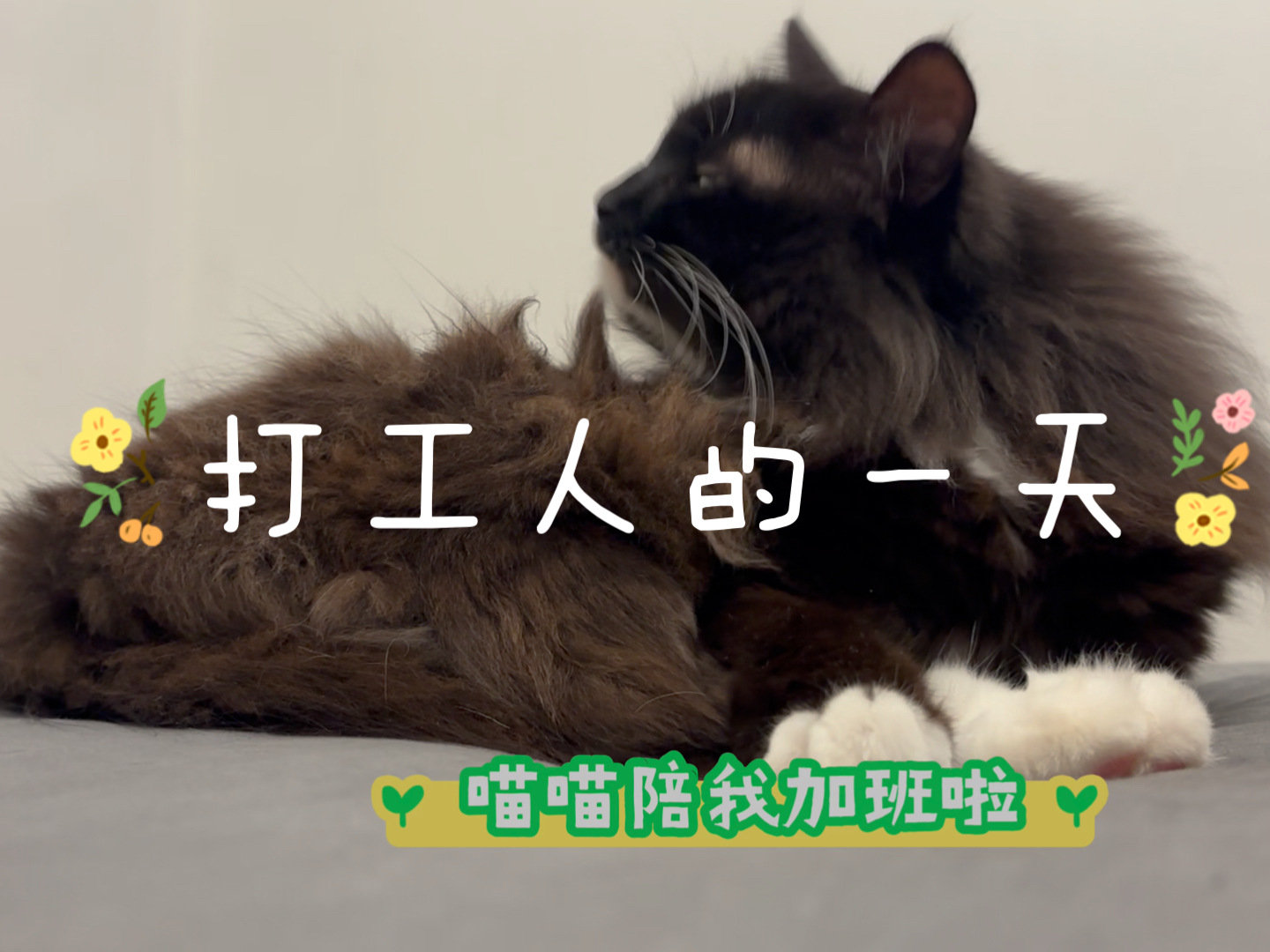 打工人的一天～首先是加班～抽空看一下小窝～喜欢在朋友家混饭吃