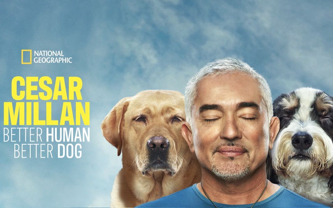 金牌訓狗師:狗主人訓練班 cesar millan: better human better dog