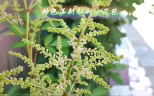 Video herunterladen: 粉色落新妇的小花苞