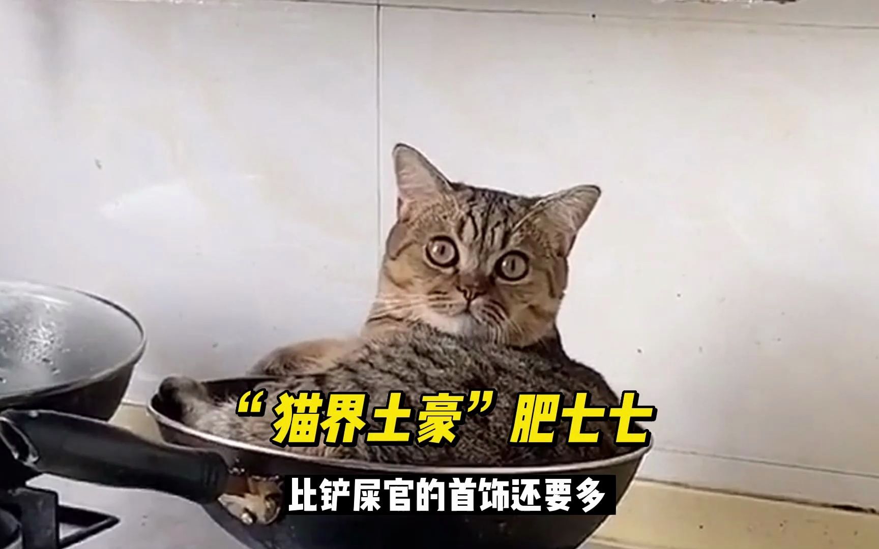 猫界土豪肥七七,比人的首饰都多,却整日被嫉妒的铲屎官强行pua