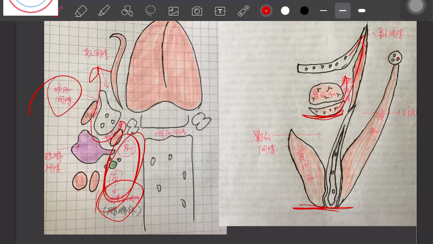 烦人的颌面部间隙(口腔解剖生理学)口腔间隙 简图学习法哔哩哔哩bilibili