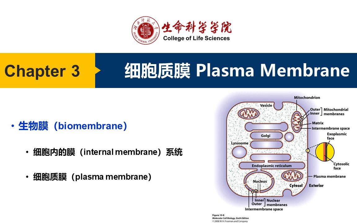 03 细胞质膜哔哩哔哩bilibili