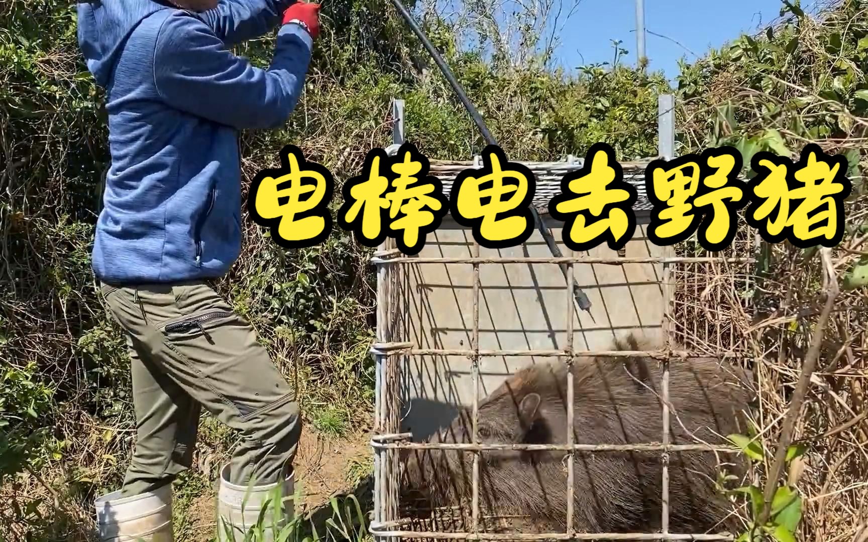 男子使用高压电棒电击野猪,皮糙肉厚的野猪,也扛不住强大的电流哔哩哔哩bilibili