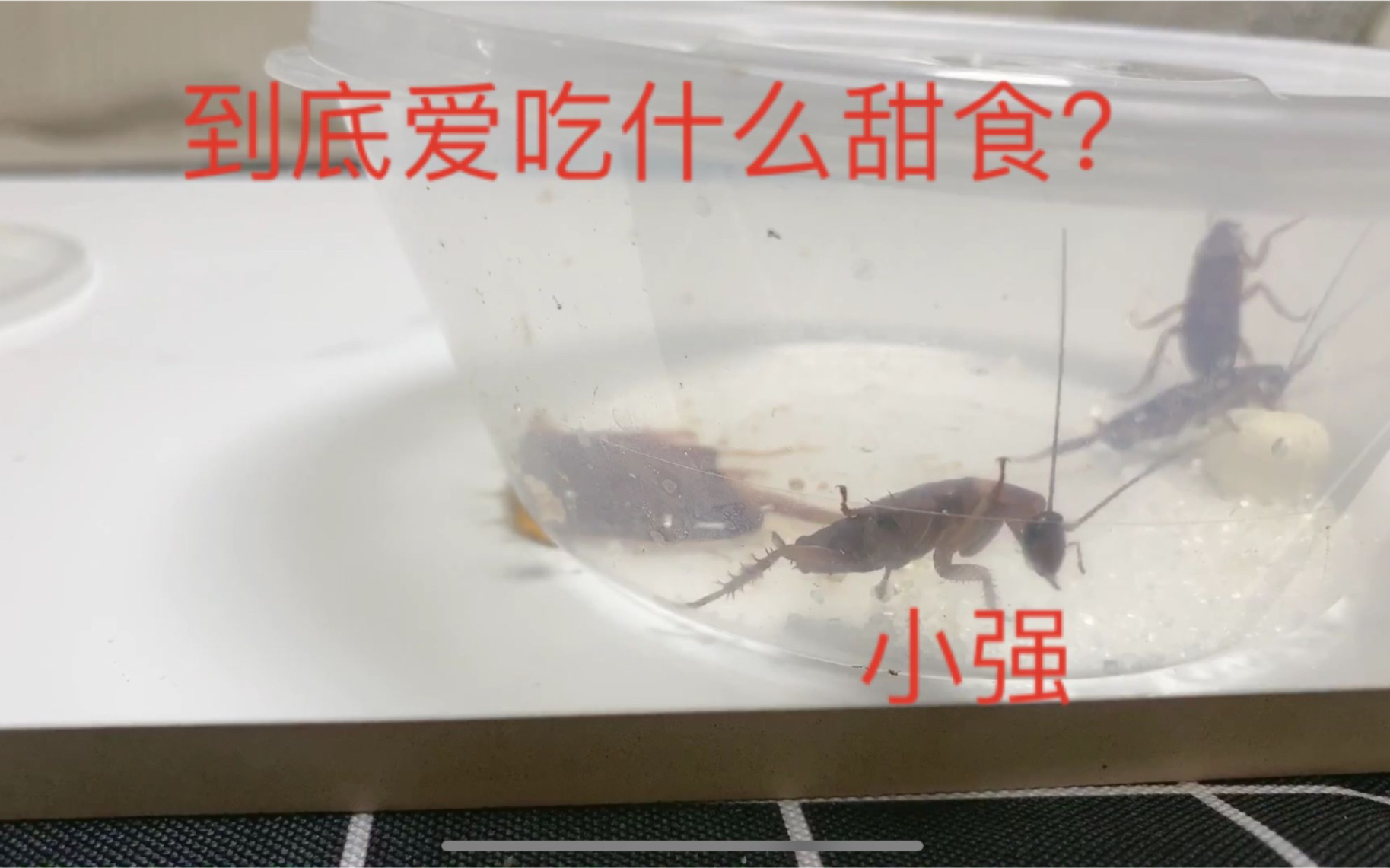 [图]同时喂小强奶酪，白砂糖和止咳糖浆，小强到底爱吃哪个甜食呢？