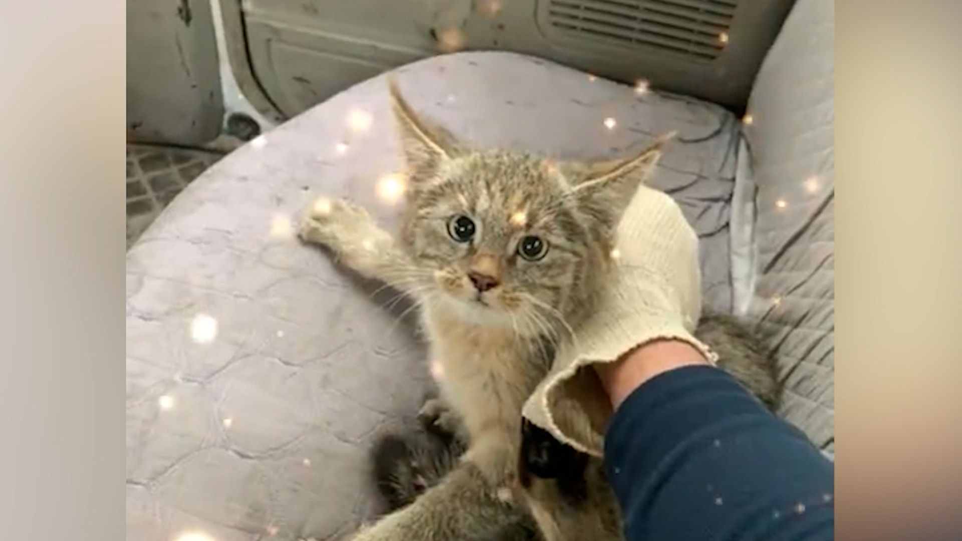 大猫机场闲逛被救助,竟然是国家一级保护动物:牢底坐穿兽