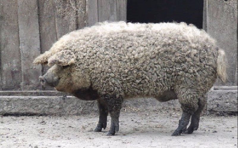 这就是传说中的草泥猪涨见识了