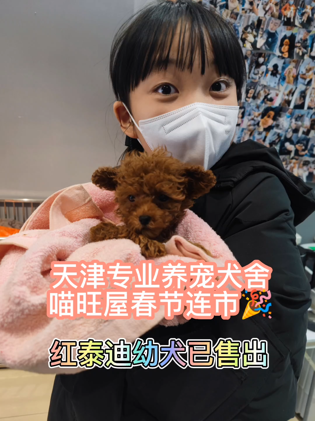 天津小体红泰迪幼犬出售 #天津卖泰迪幼犬#红色泰迪幼犬出售#天津红