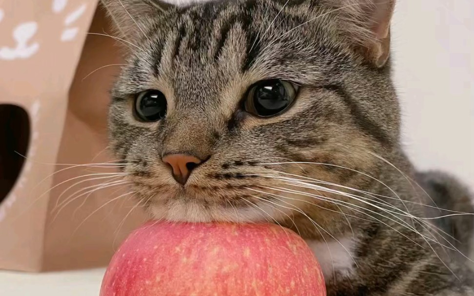 猫界的""苹果垫脑"