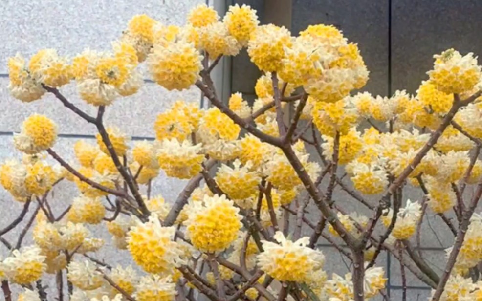 可以实现美梦的花卉:结香花,也被称为梦树,家里种一棵,开花时满院清香哔哩哔哩bilibili