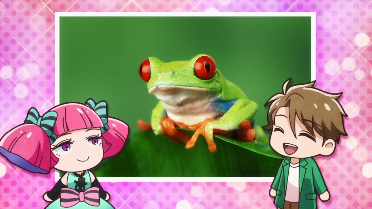 tv动画《天地创造设计部》真实生物图鉴:红眼树蛙篇