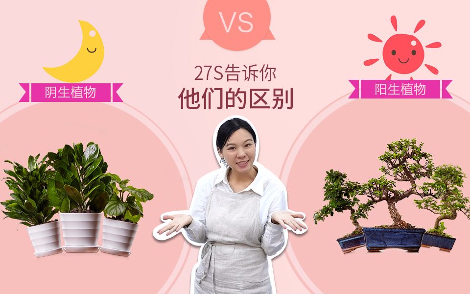 喜阳植物VS阴生植物,哪个更适合懒人养?哔哩哔哩bilibili