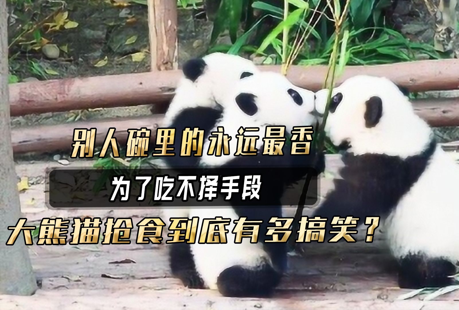 别人碗里的永远最香,为了吃不择手段,大熊猫抢食到底有多搞笑?