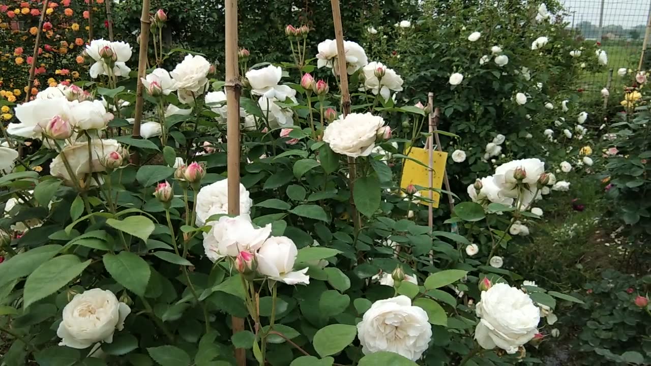 温彻斯特大教堂 月季