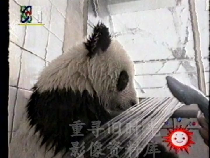 [图]1995年11月2日《大风车》片段-大熊猫吉妮的一天