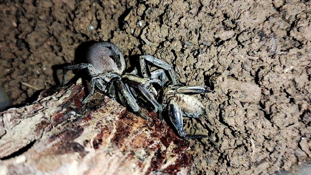 喂一下舞蛛,求学名,顺便为逝去的蟋蟀节哀.