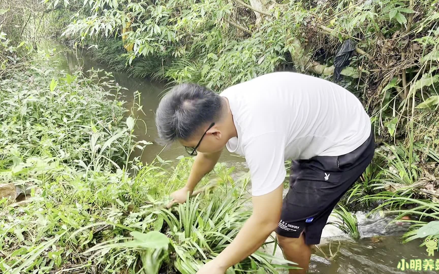 没想到石菖蒲这么热销,小明下河都更有劲了,随便一拔就是几百块哔哩哔哩bilibili