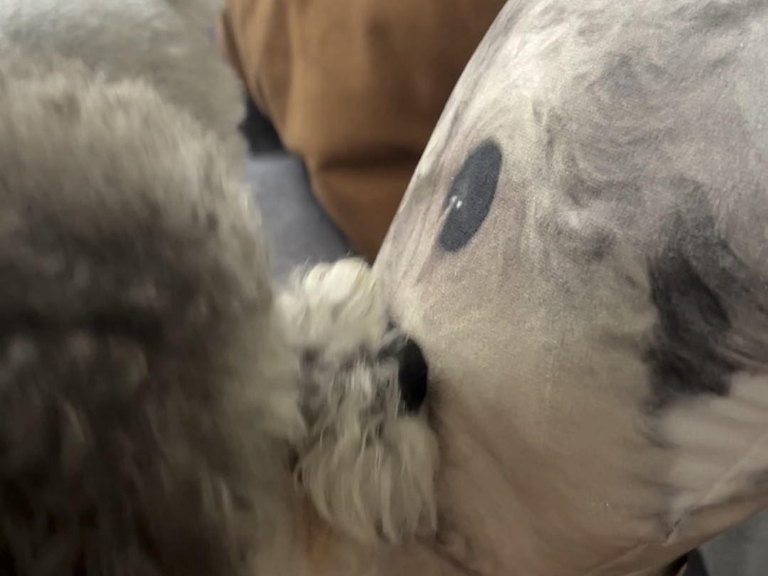 当我拥有一个丑狗抱枕会怎么样