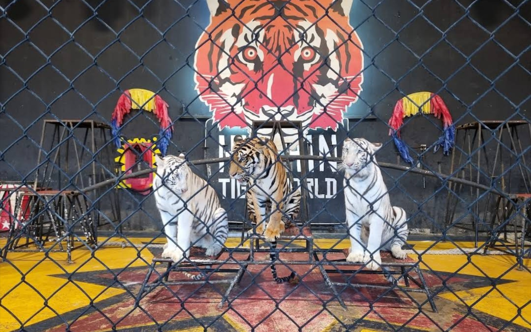 泰国华欣野生动物园老虎表演tiger show