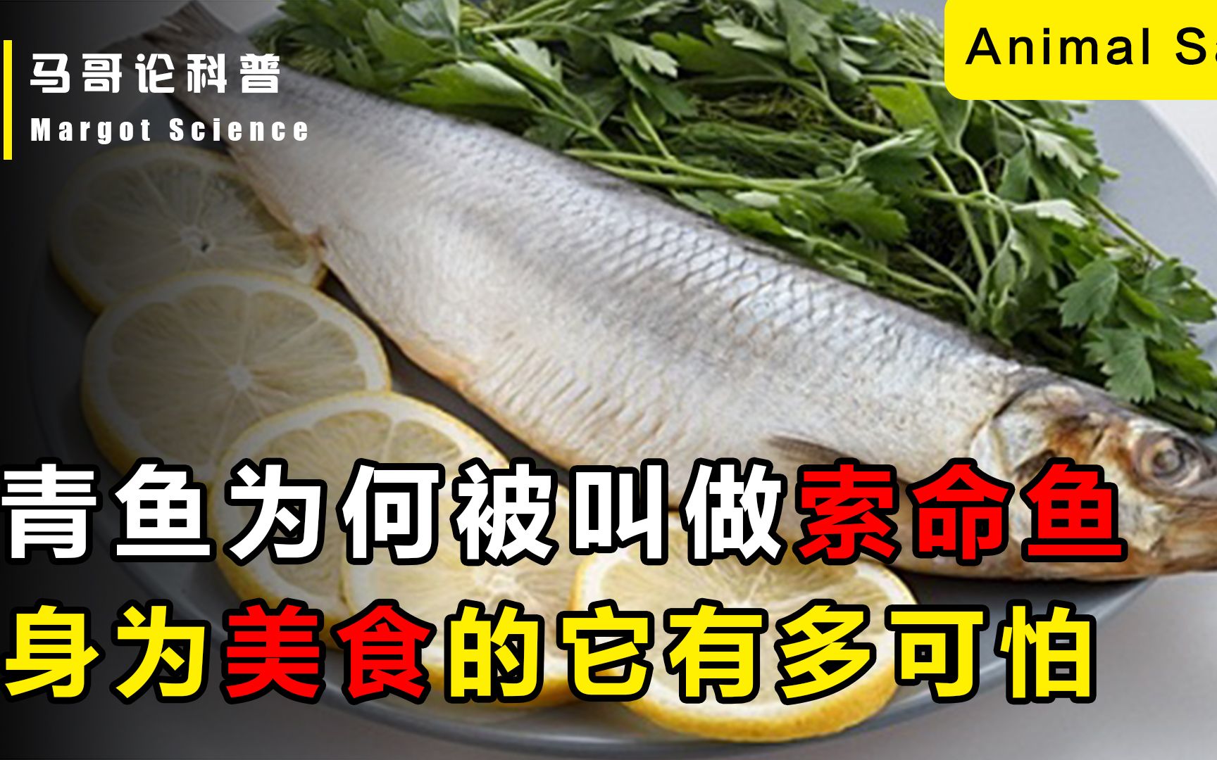 [图]青鱼为何被叫做“索命鱼”？被人当成美食的它，到底有多可怕？