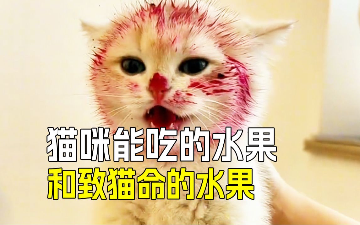 猫咪嘴馋水果怎么办?有些再馋也不能吃𐟈𒥓”哩哔哩bilibili