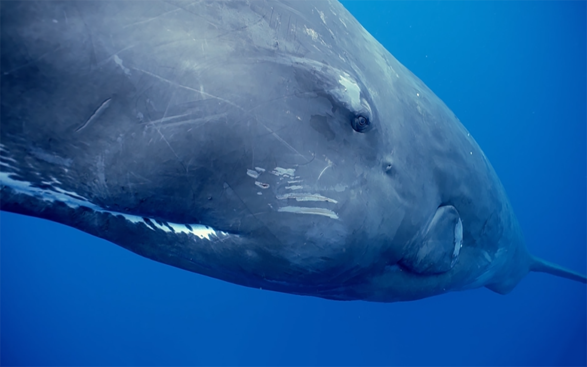 追踪海洋巨兽看点74第一视角观看抹香鲸捕食乌贼