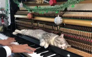 给阿喵的圣诞钢琴曲：