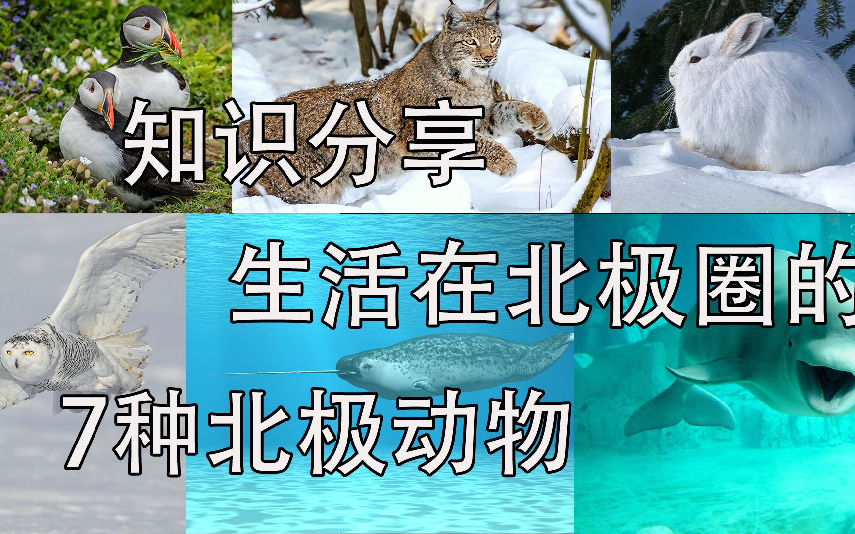 知识大分享,生活在北极圈的7种北极动物,一起来认识一下它们吧哔哩哔哩bilibili