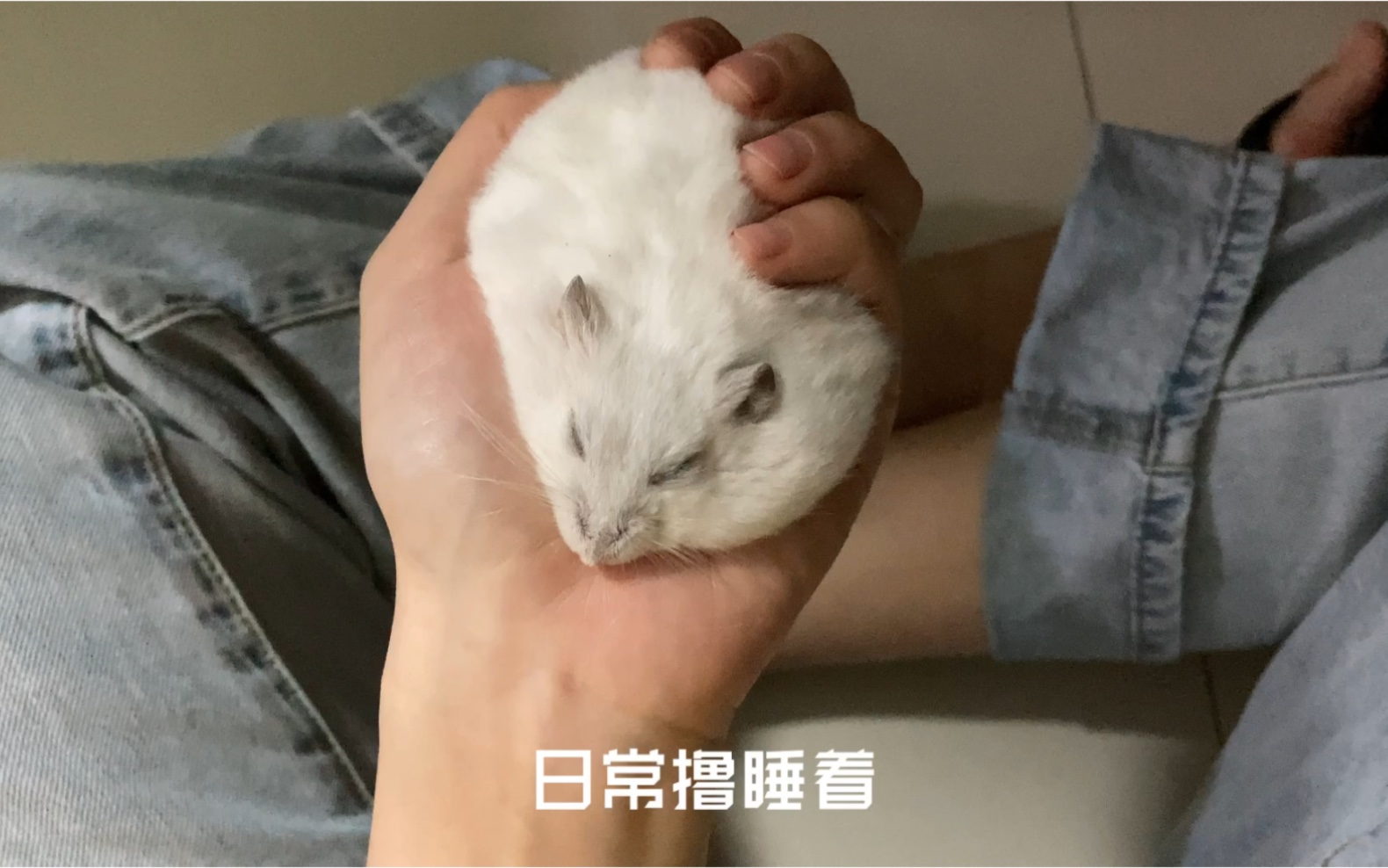 【仓鼠】带粮睡觉 一大坨肥肉把我手掌捂出汗