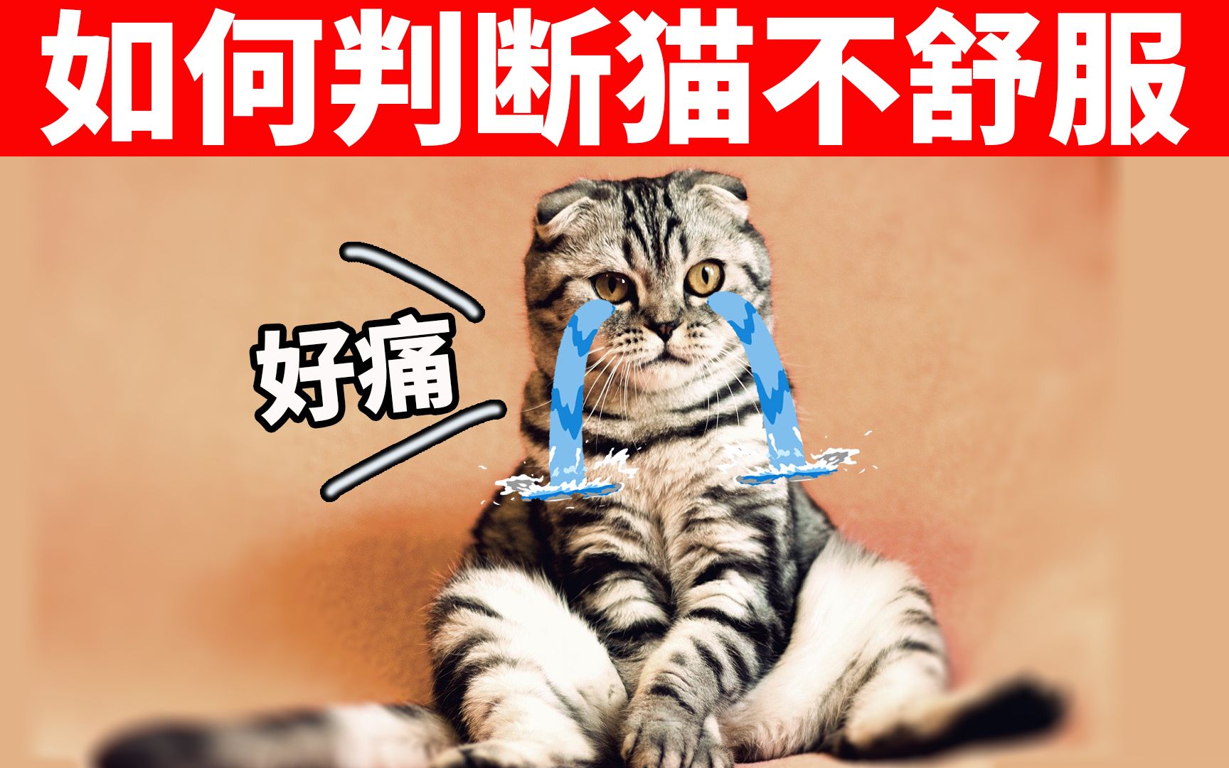 如何快速判断猫咪身体不舒服? 6大症状表现不可轻忽! 【养猫必看EP30】哔哩哔哩bilibili