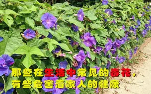 Скачать видео: 那些在生活中常见的毒花，有些危害着家人的健康，看完记得扔掉