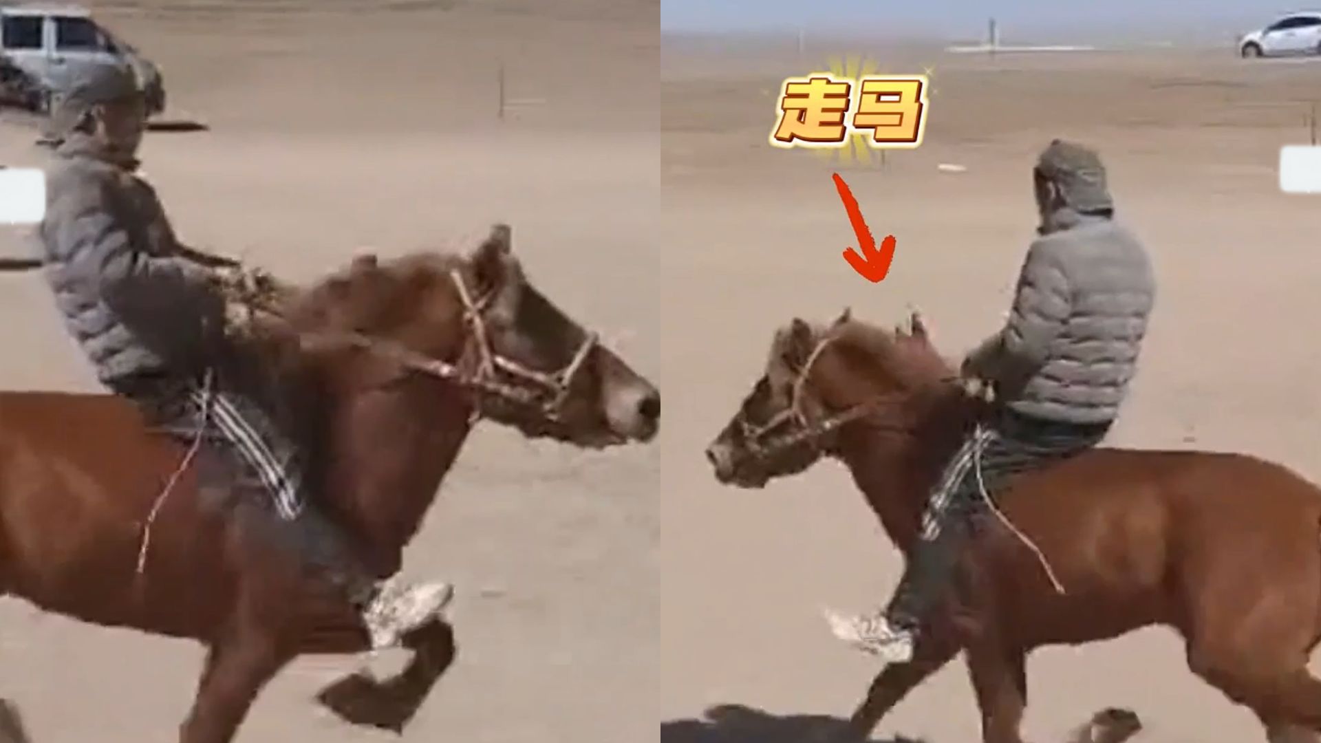 马儿顺拐跑姿惊呆网友,行进平稳速度飞快竟是独特马术,涨知识了