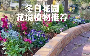 Download Video: 冬日花坛用哪些花境植物