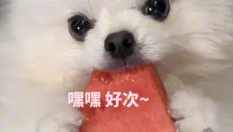 博美一辈子都不能喂的东西，家长千万要注意了#博美宝宝 #博美 #博美犬 #博美交流群 #萌宠出道计划 #全国博美交流群 #萌宠联盟 #萌宠联萌
