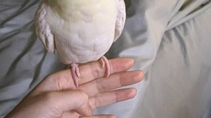 玄凤鹦鹉会上镜的歪头杀