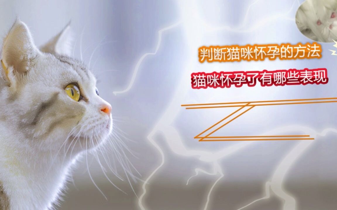 判断猫咪怀孕的方法哔哩哔哩bilibili