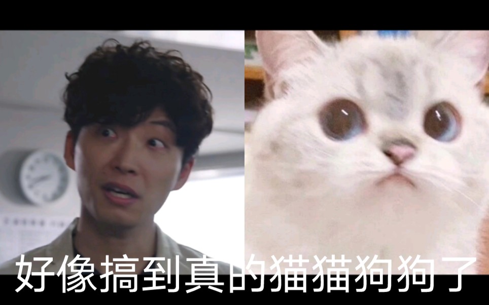 [图]【MIU404】猫猫狗狗与表情包的适配性