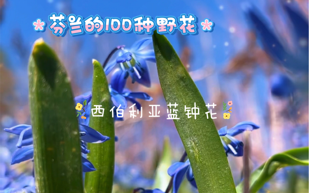 芬兰的100种野花!No.4: 西伯利亚蓝钟花哔哩哔哩bilibili