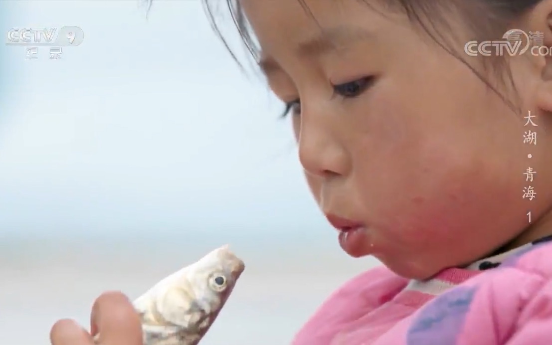 [图]《大湖青海》刚察县 搁浅的洄游湟鱼 救鱼的善良牧民