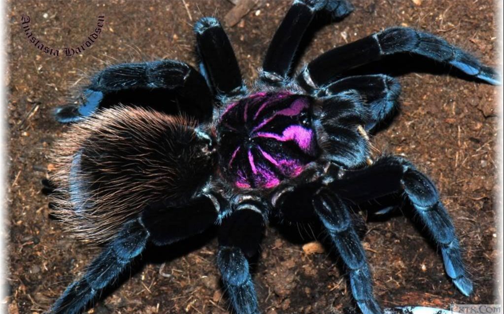 停不下来的闪送,开箱粗腿亚镭,顺便和大家说说心里话