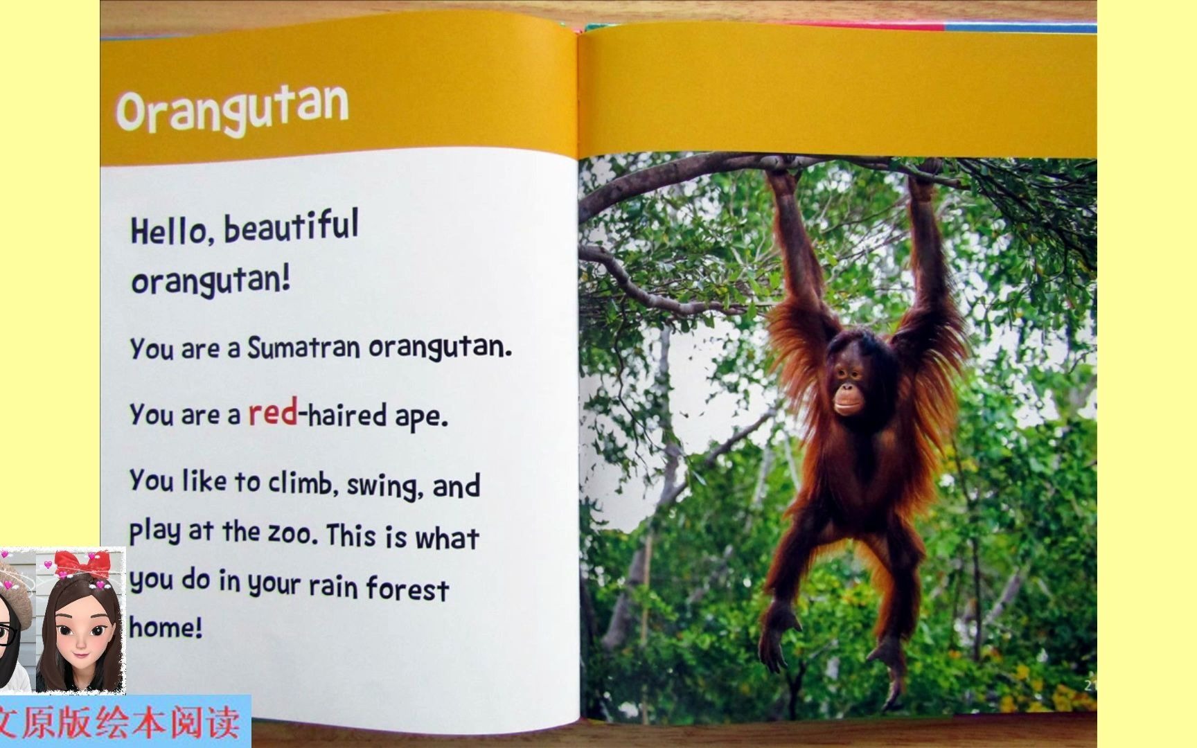 【英文绘本阅读】Hello, Beautiful! Zoo Animals: orangutan 《你好,美丽!动物园动物篇》之猩猩哔哩哔哩bilibili