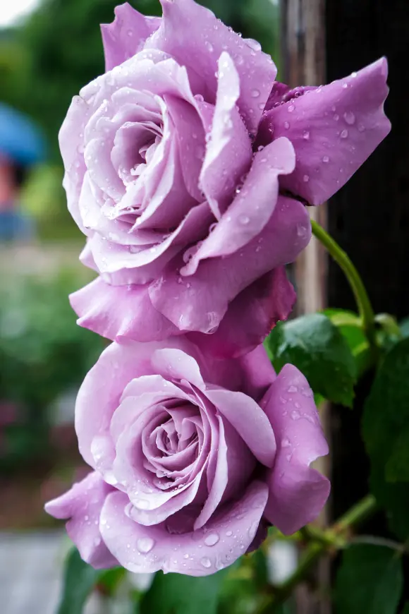 搬运 月季 克劳德 布拉瑟claude Brasseur 夏尔戴高乐charles De Gaulle 哔哩哔哩