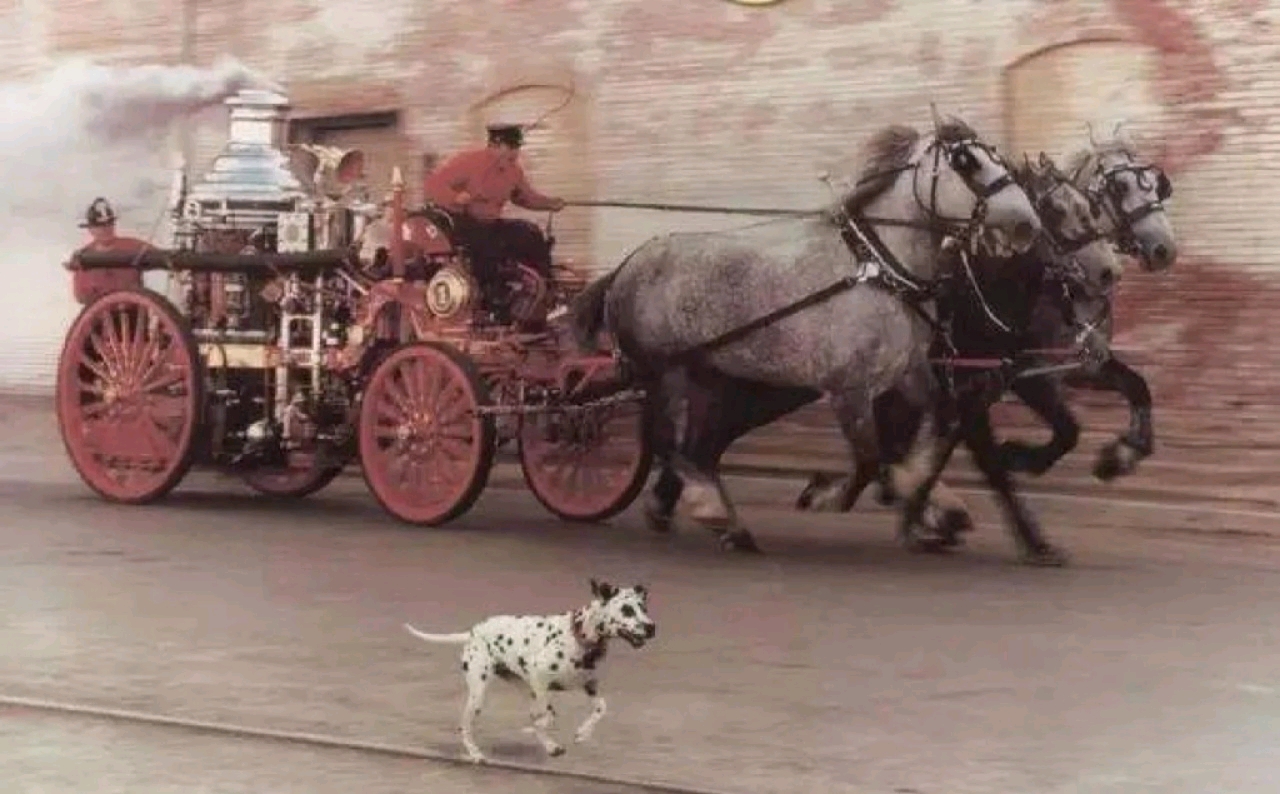 从“马车伴侣”到消防队员——大麦町犬 哔哩哔哩