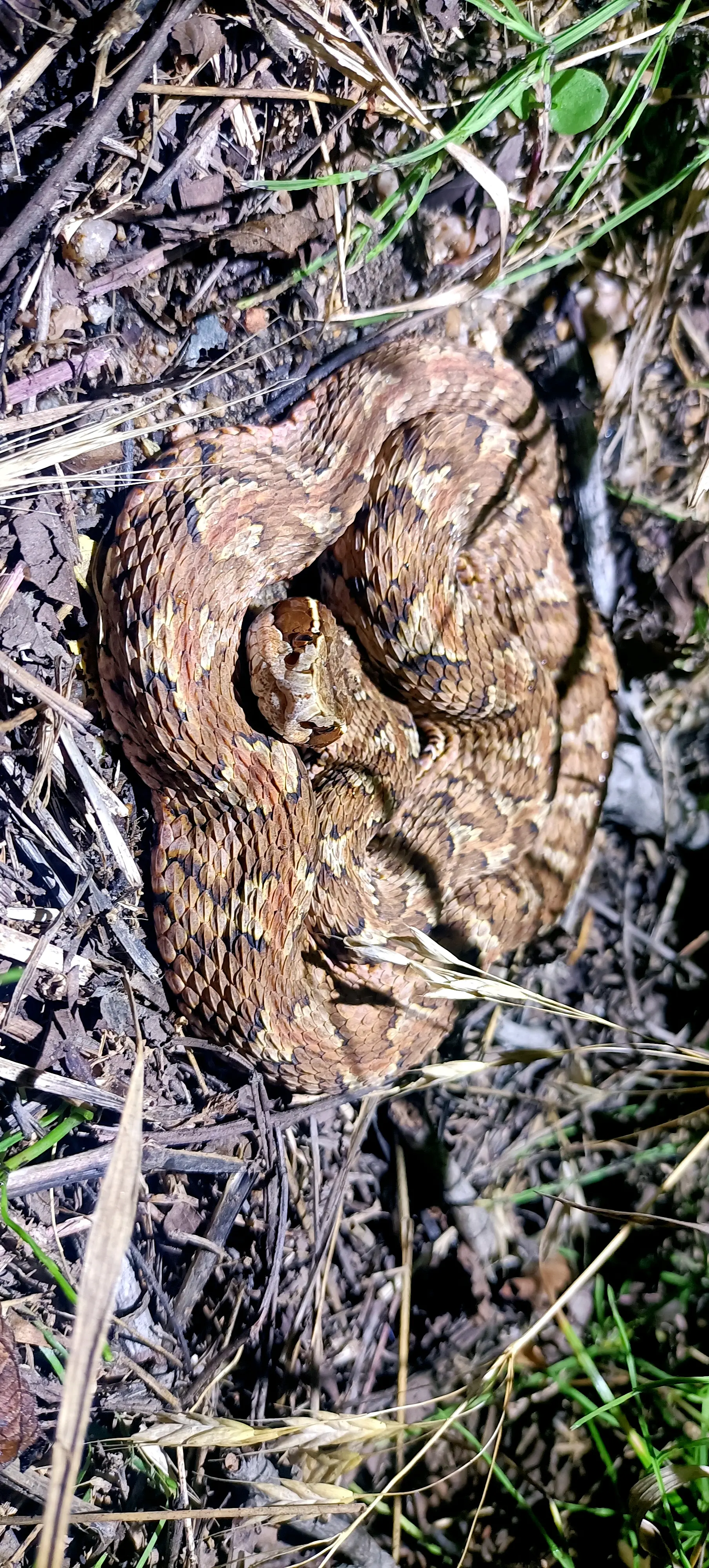其实分不分辨无所谓,咬伤都打抗蝮蛇血清,出山东又无此蛇,至于与华北