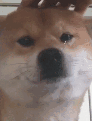 抖音上阿拉斯加被打哭流泪不仅因为委屈还有这四点原因